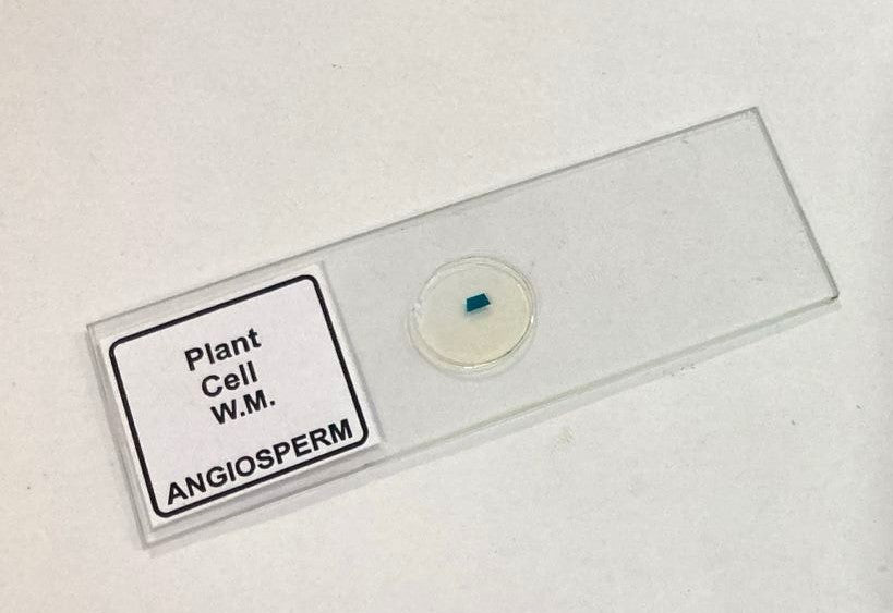 Plant Cell Prepared Microscope Slide
