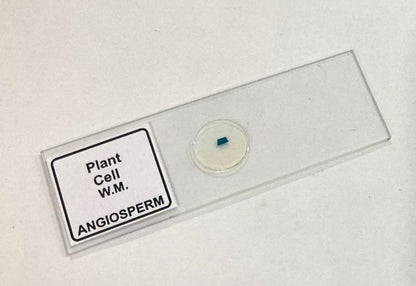 Plant Cell Prepared Microscope Slide