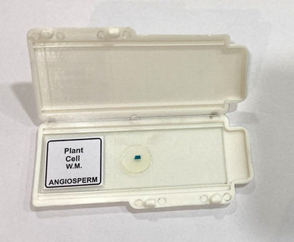 Plant Cell Prepared Microscope Slide