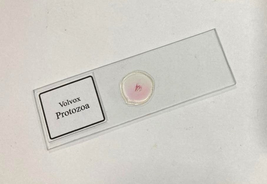 Volvox Slides With Plastic Box