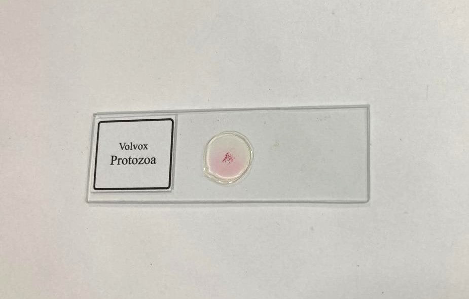 Volvox Slides With Plastic Box