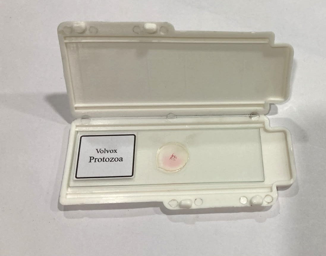 Volvox Slides With Plastic Box