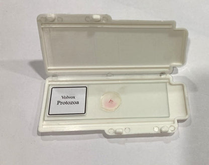 Volvox Slides With Plastic Box