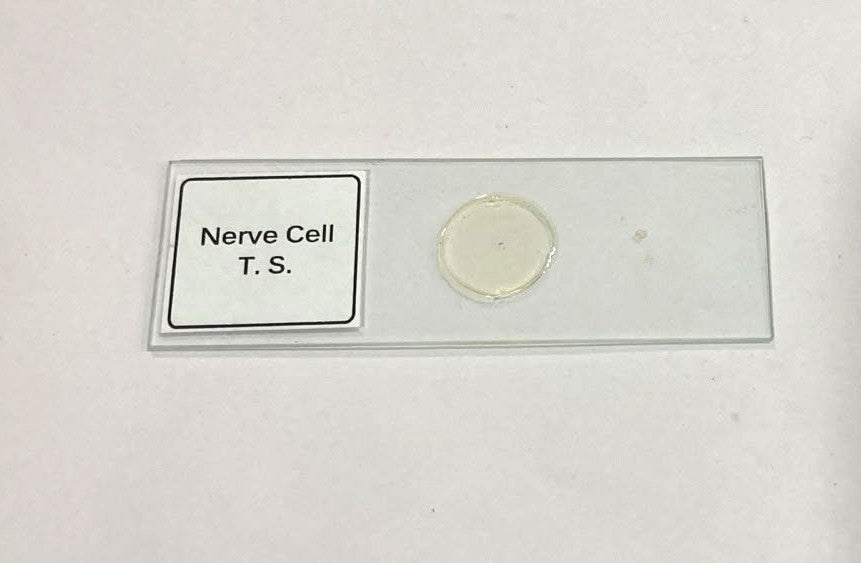 Nerve Cell T.S Slides