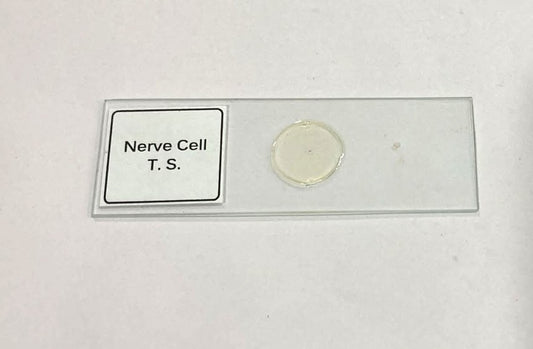 Nerve Cell T.S Slides