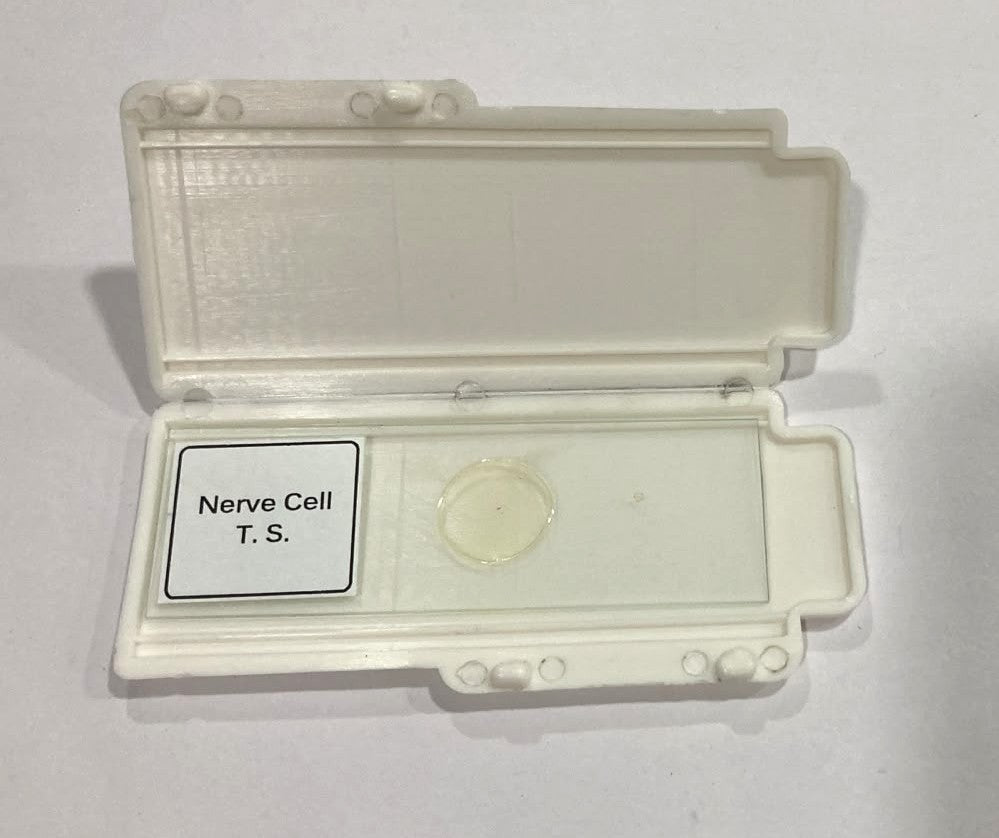 Nerve Cell T.S Slides