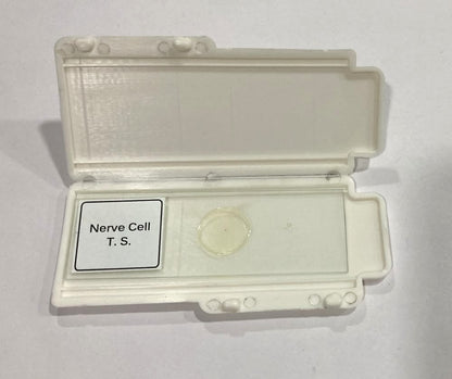 Nerve Cell T.S Slides