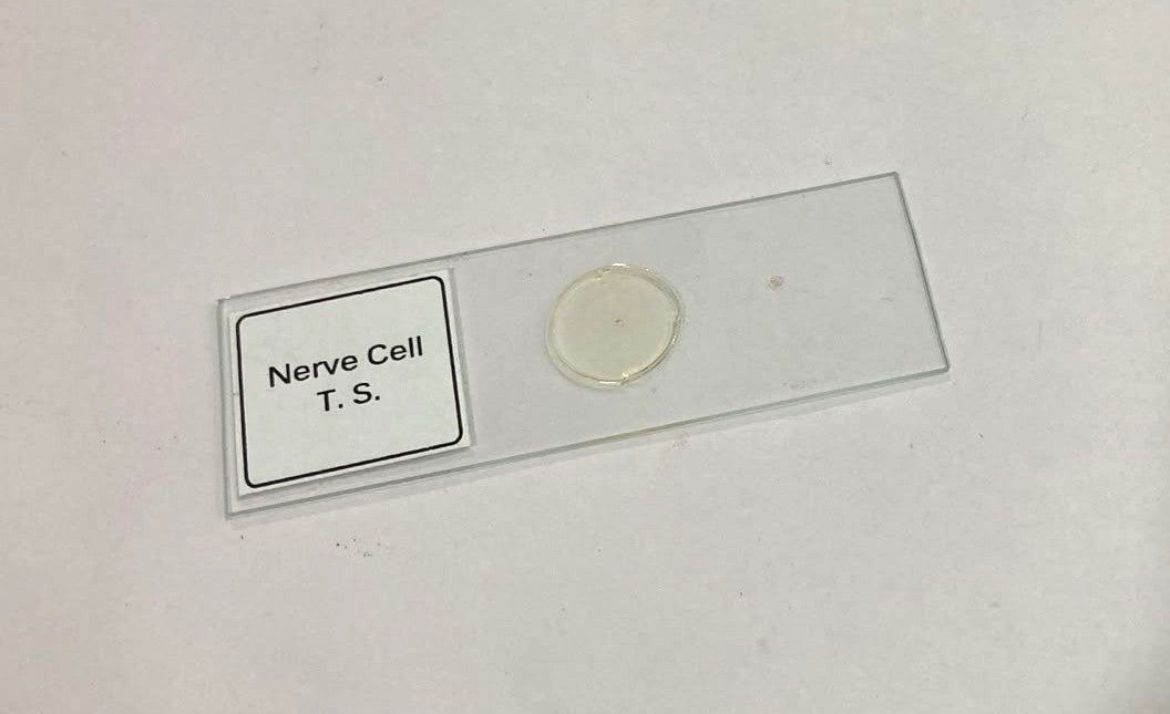 Nerve Cell T.S Slides
