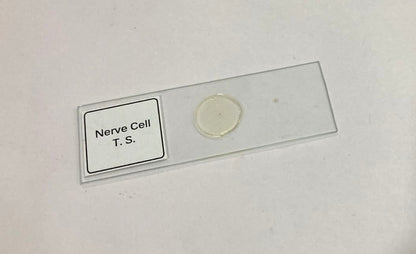 Nerve Cell T.S Slides