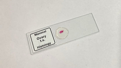 Mammal Ovary T.S. Slide
