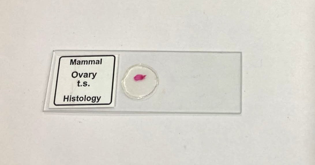 Mammal Ovary T.S. Slide