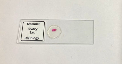 Mammal Ovary T.S. Slide