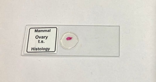 Mammal Ovary T.S. Slide