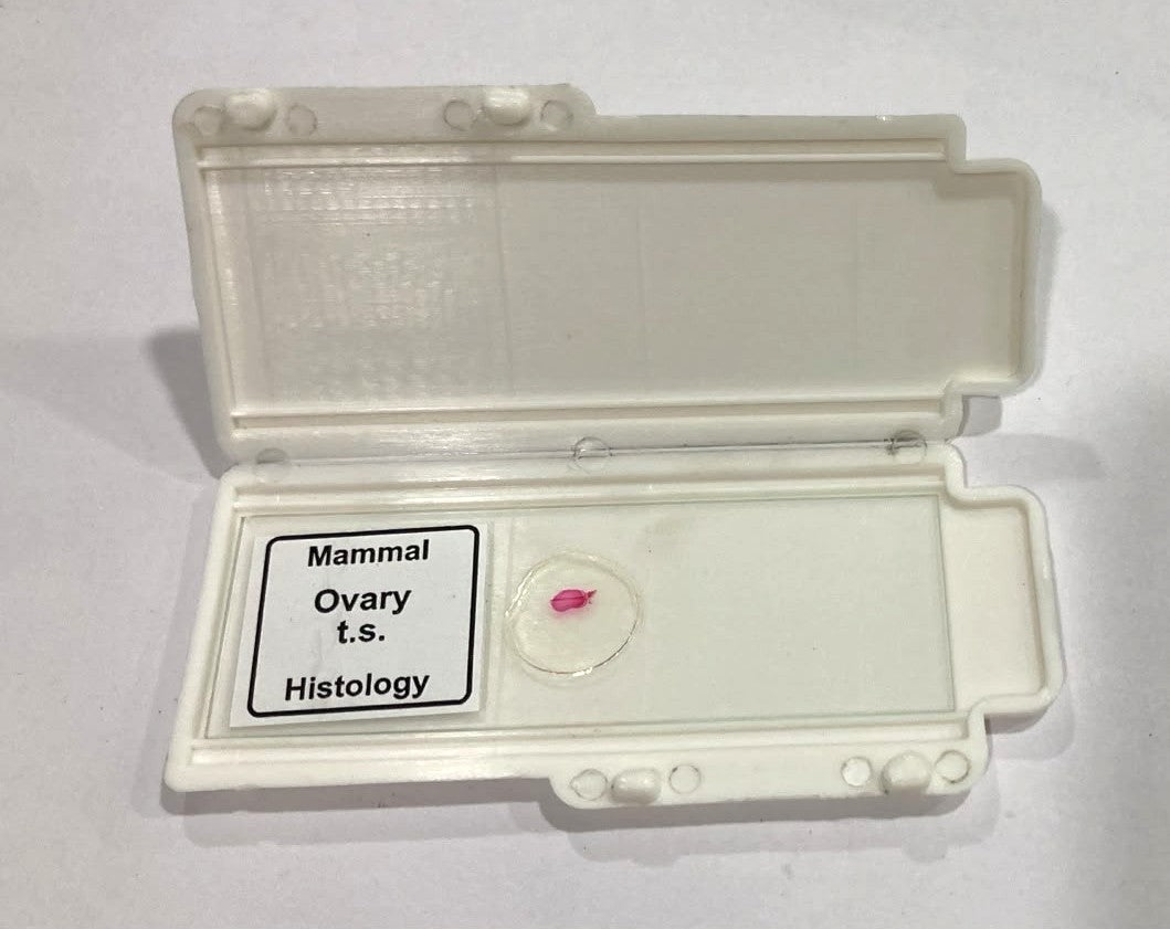 Mammal Ovary T.S. Slide