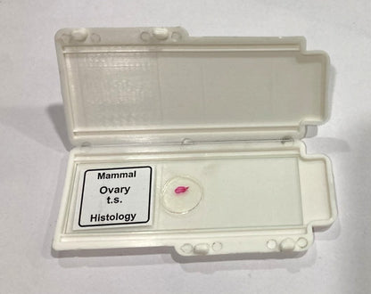 Mammal Ovary T.S. Slide
