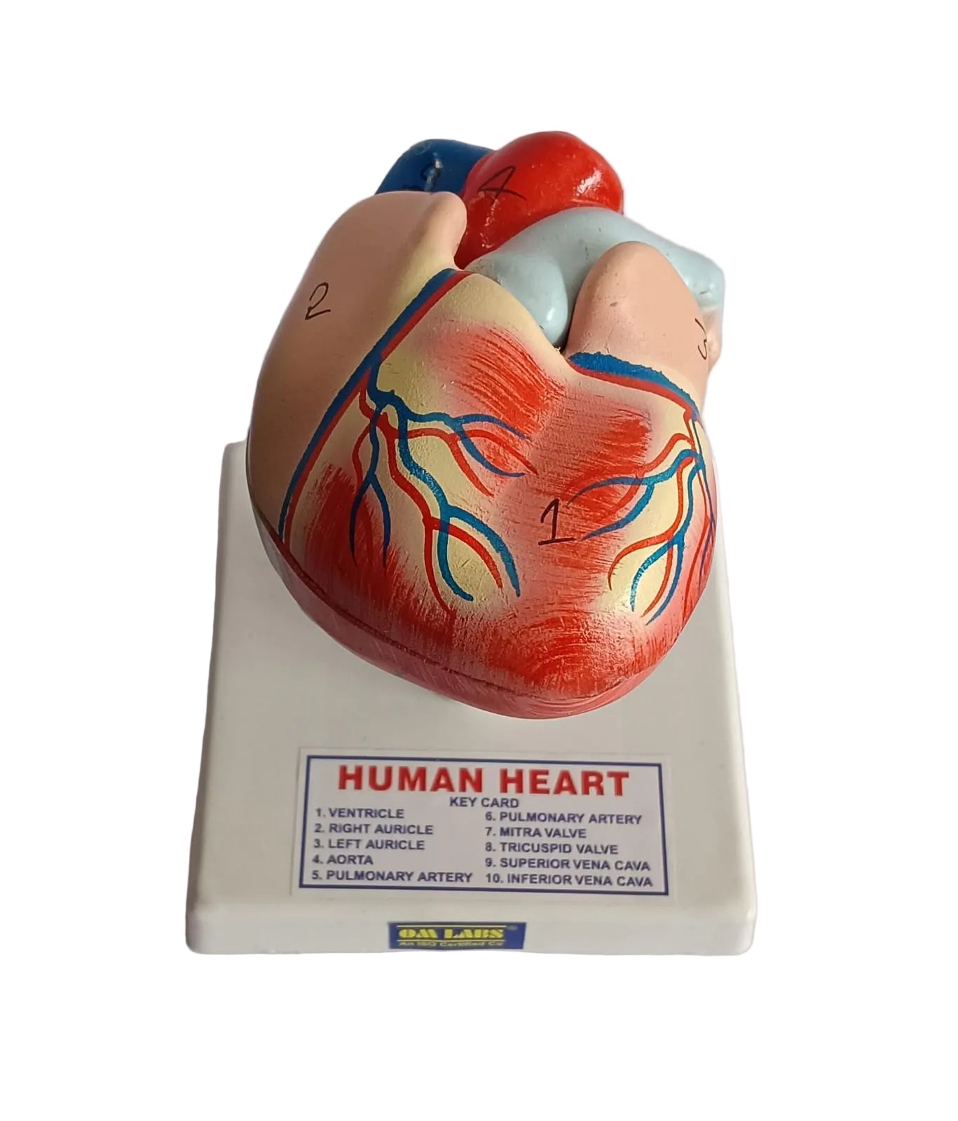 Human Heart 2 Parts On Stand