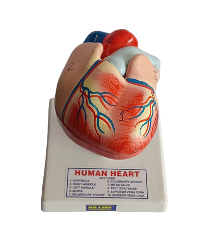 Human Heart 2 Parts On Stand
