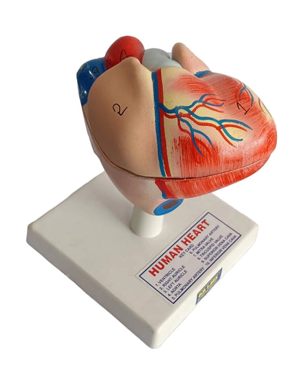 Human Heart 2 Parts On Stand