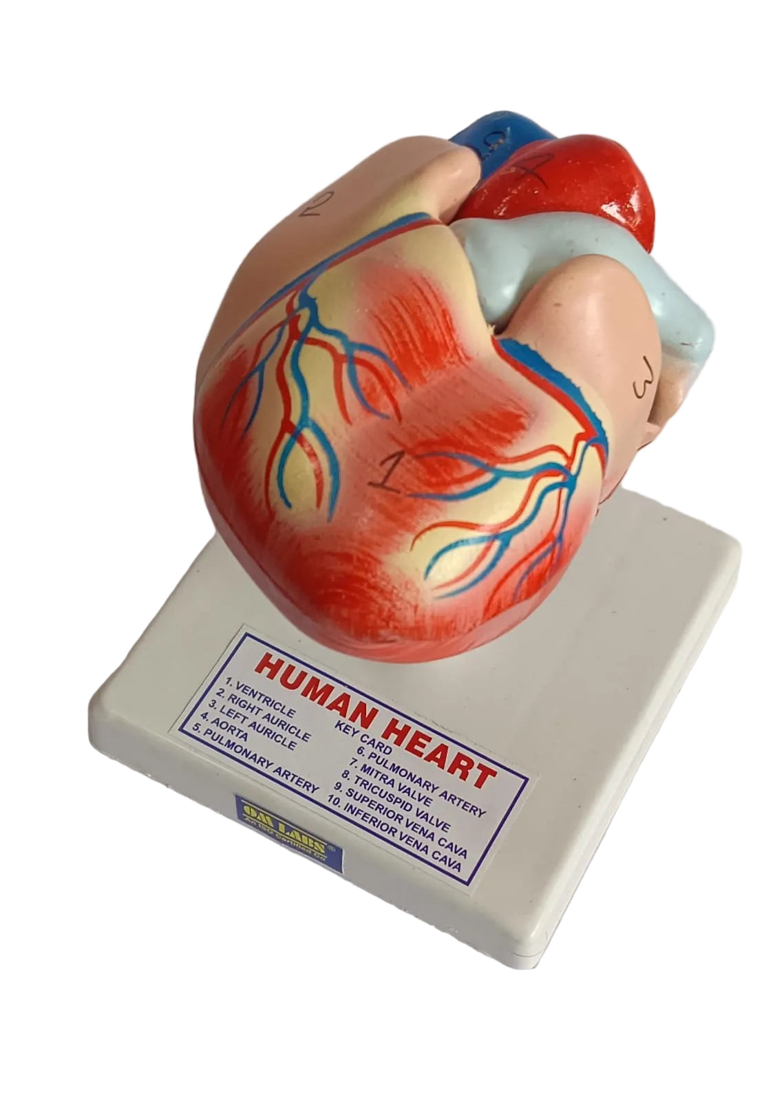Human Heart 2 Parts On Stand