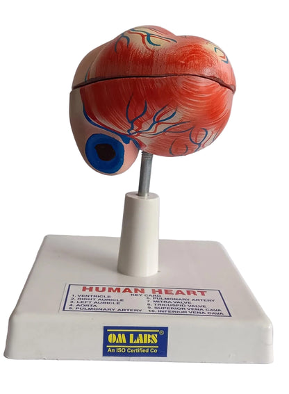 Human Heart 2 Parts On Stand