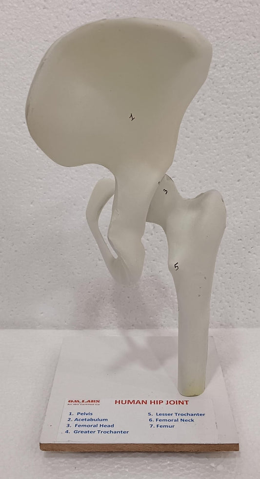 Human Hip Joint Model