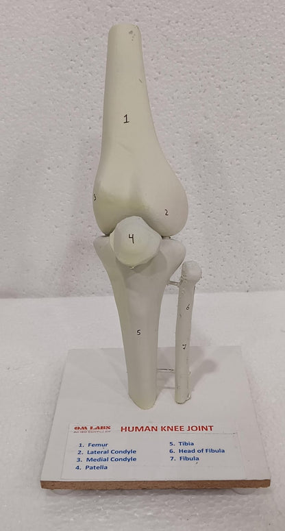 Human Knee Joint Model
