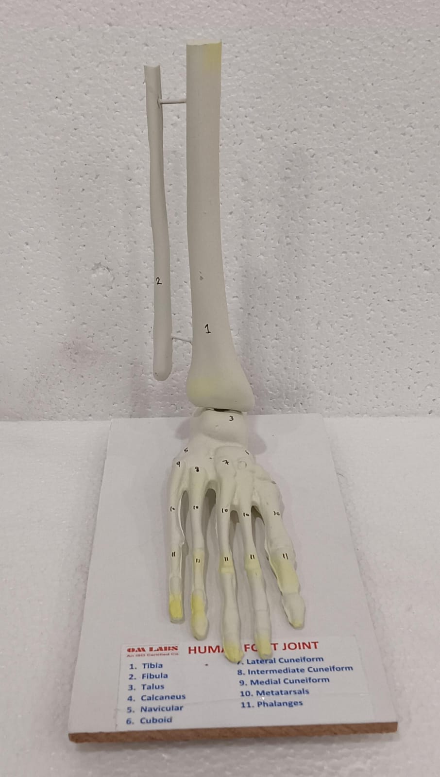 Human Foot Joint Model
