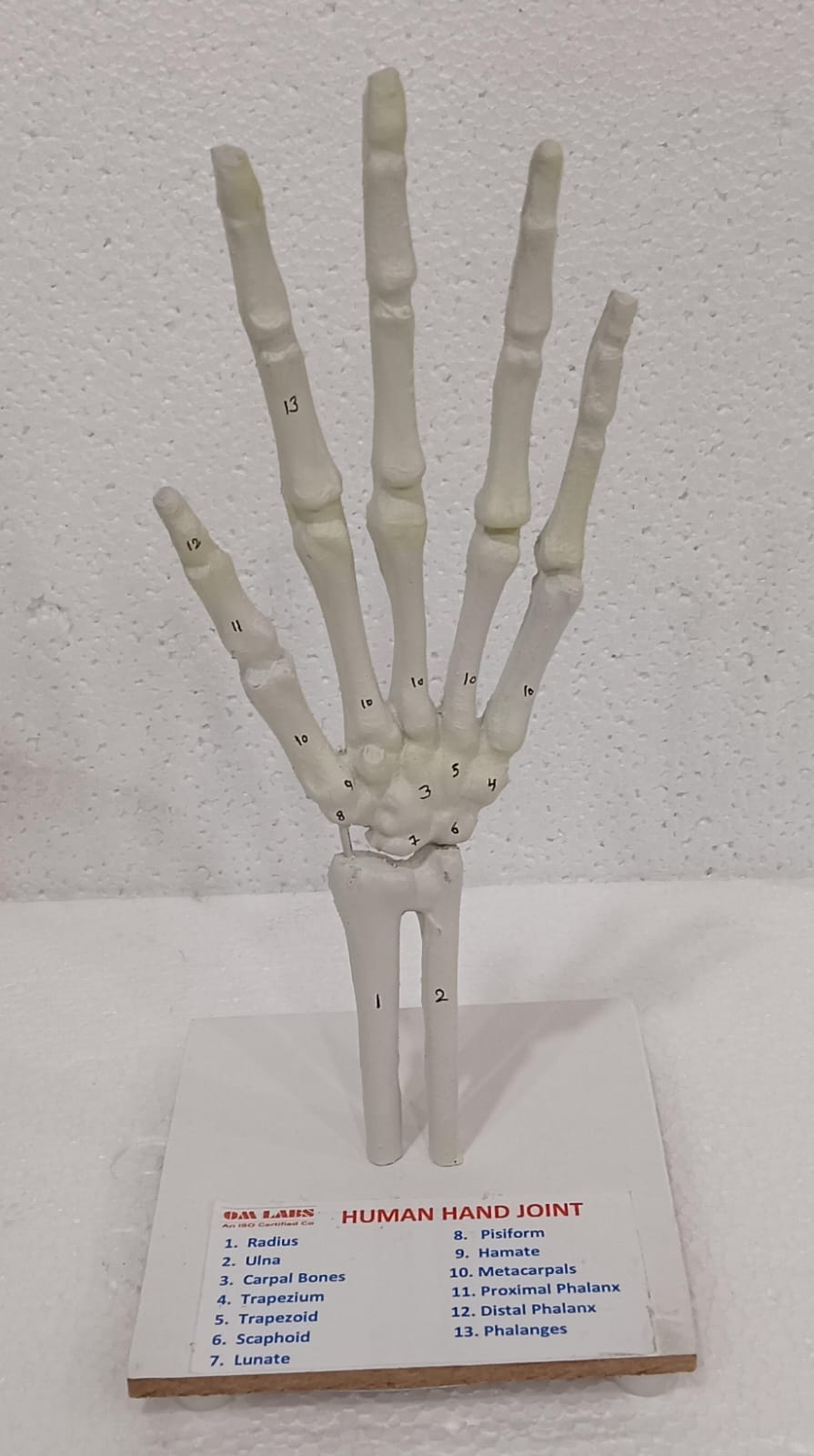 Human Hand Joint Model
