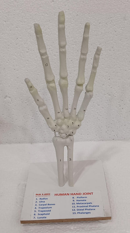 Human Hand Joint Model