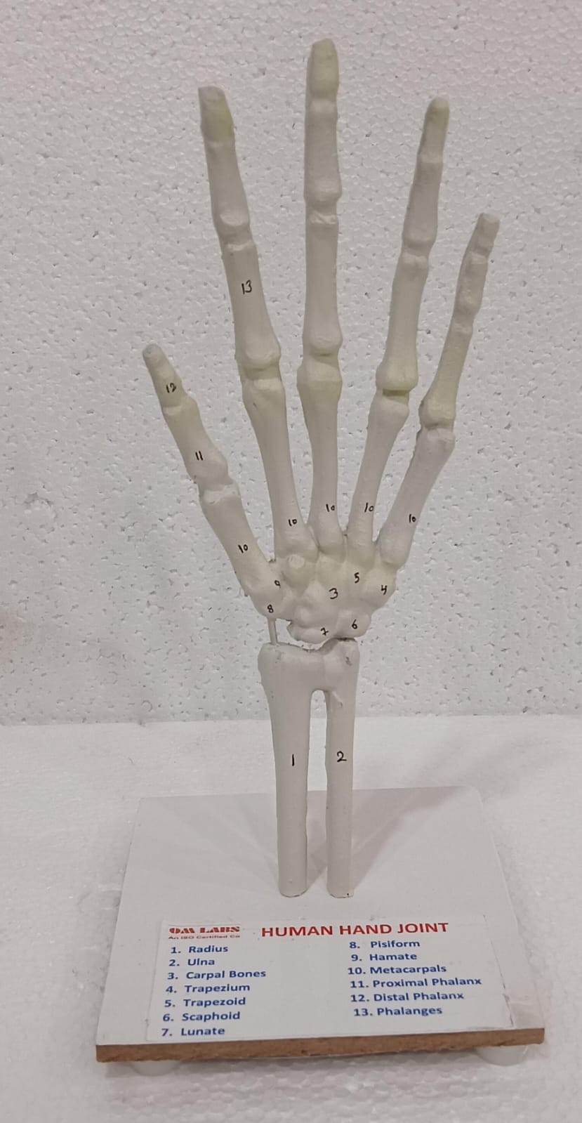 Human Hand Joint Model