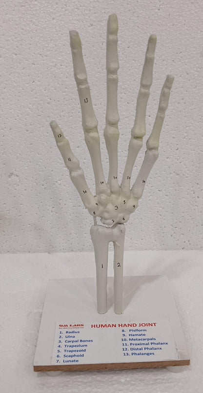 Human Hand Joint Model