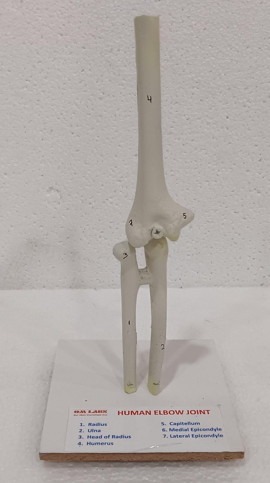 Human Elbow Joint Model