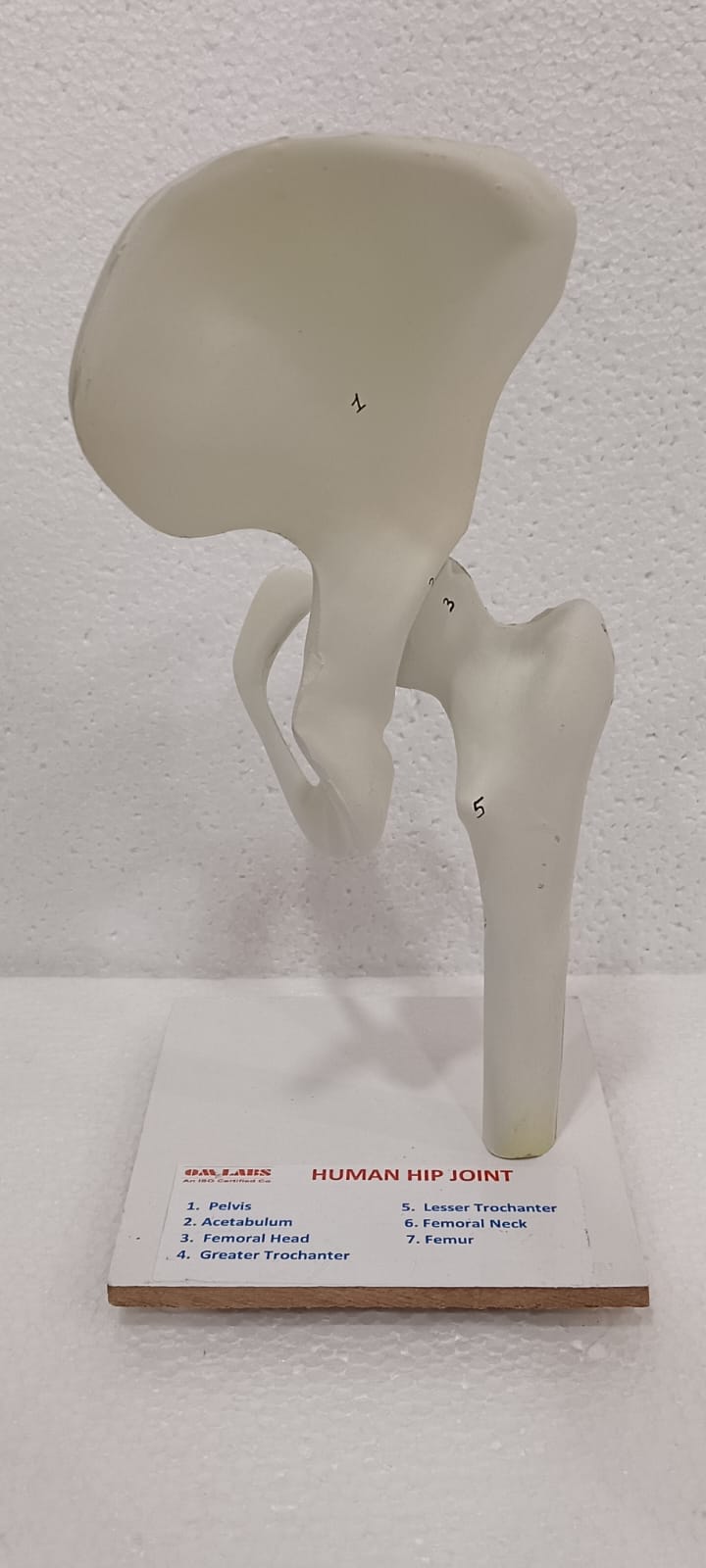 Human Hip Joint Model