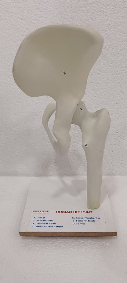 Human Hip Joint Model
