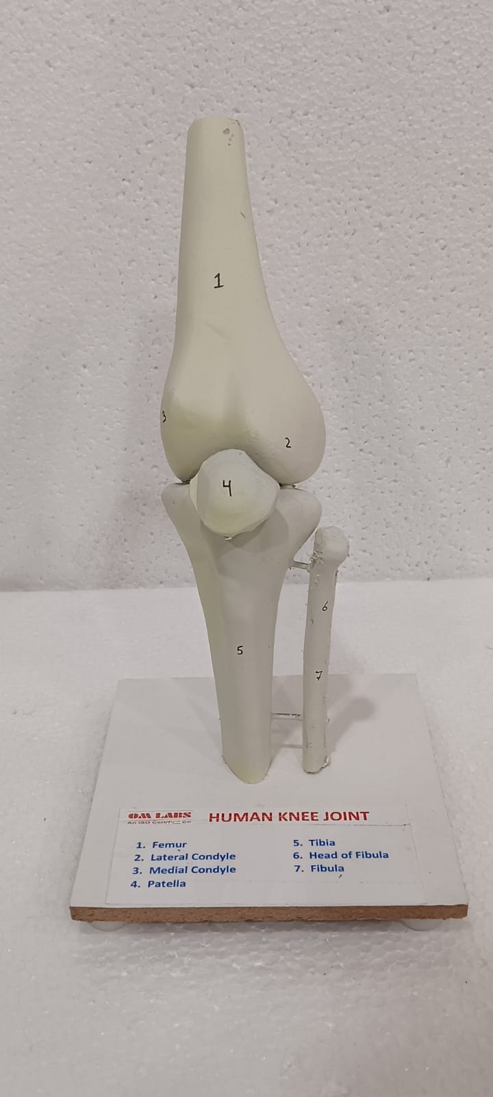Human Knee Joint Model