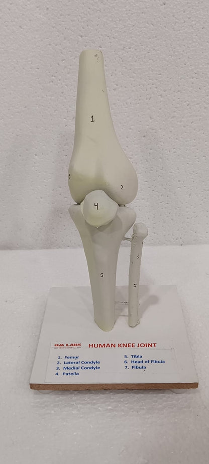 Human Knee Joint Model