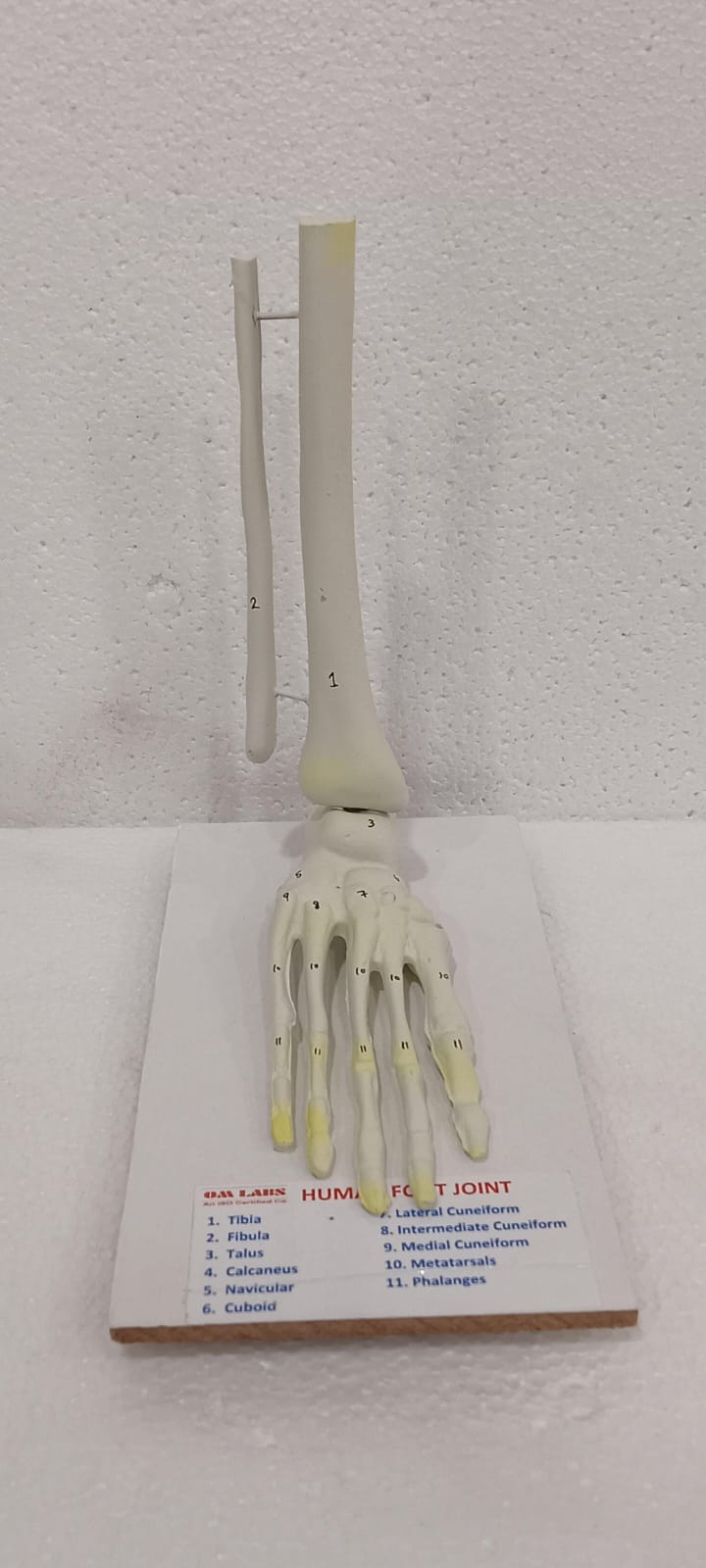 Human Foot Joint Model