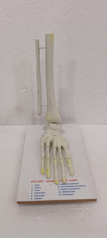Human Foot Joint Model