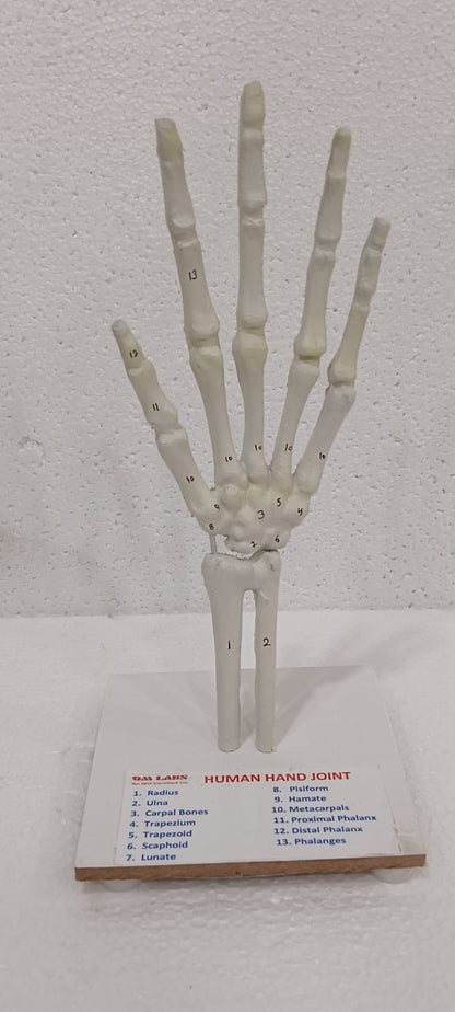 Human Hand Joint Model