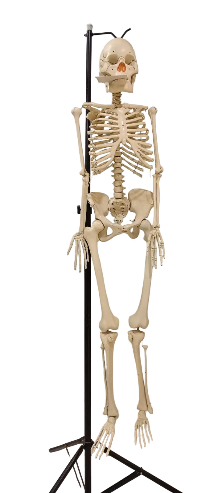 Human Skeleton Superior 5 Feet Long | Without Stand