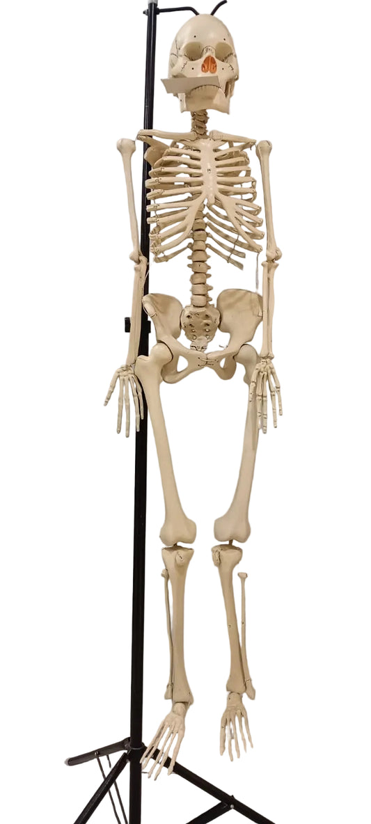 Human Skeleton Superior 5 Feet Long With Stand