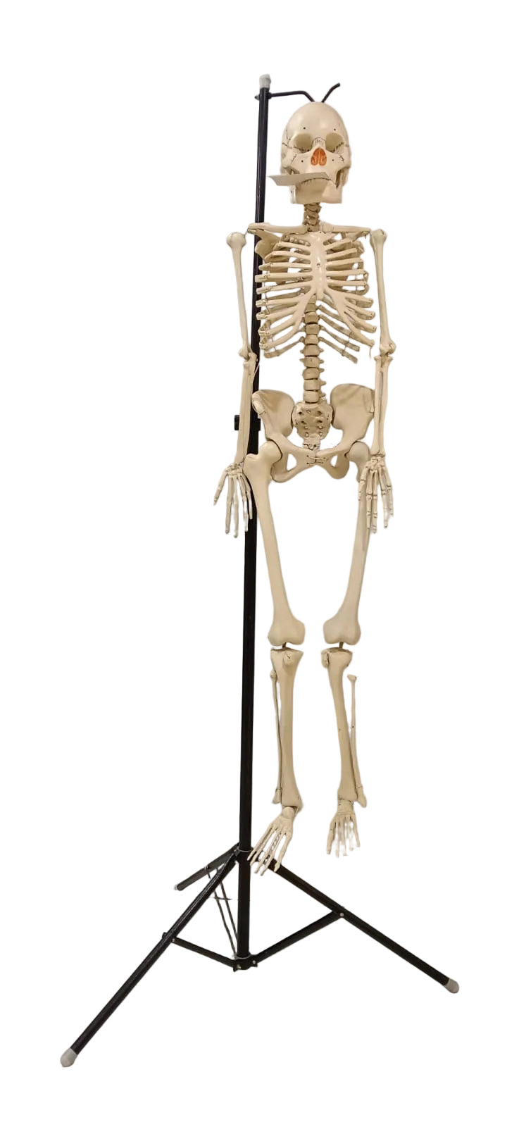 Human Skeleton Superior 5 Feet Long | Without Stand
