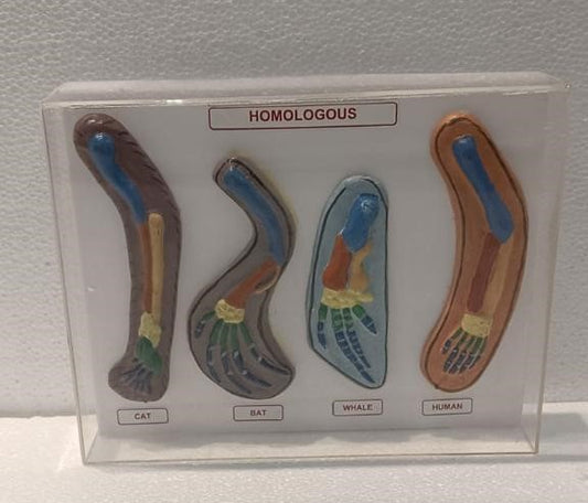 Homologous Organs Animals Models on Acrylic Showcase