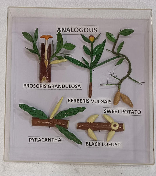 Analogous Organs Plants  Models on Acrylic Showcase
