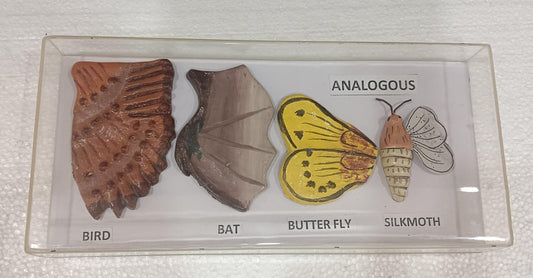 Analogous Organs Animals Models on Acrylic Showcase