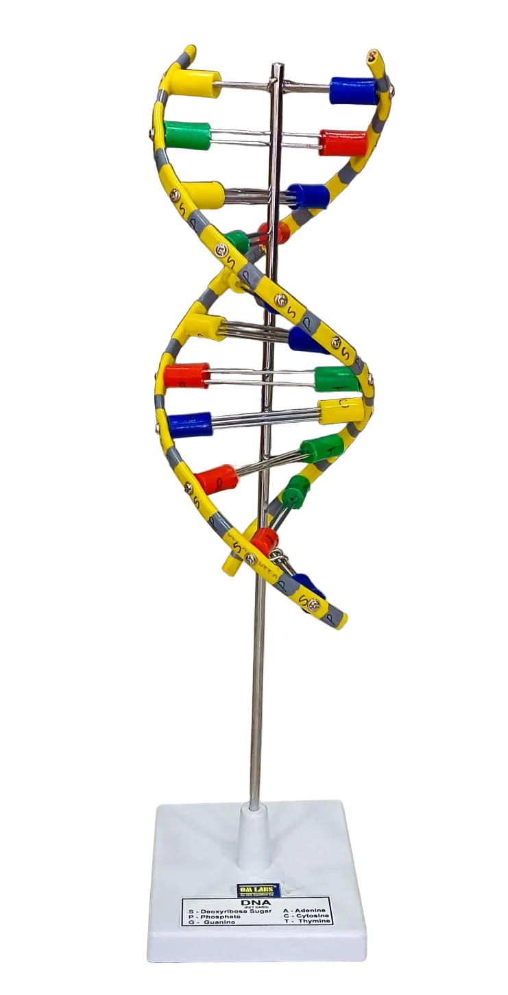 DNA Model Helix On Stand