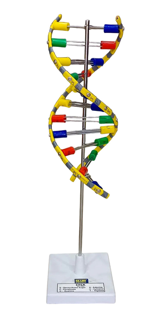 DNA Model Helix On Stand