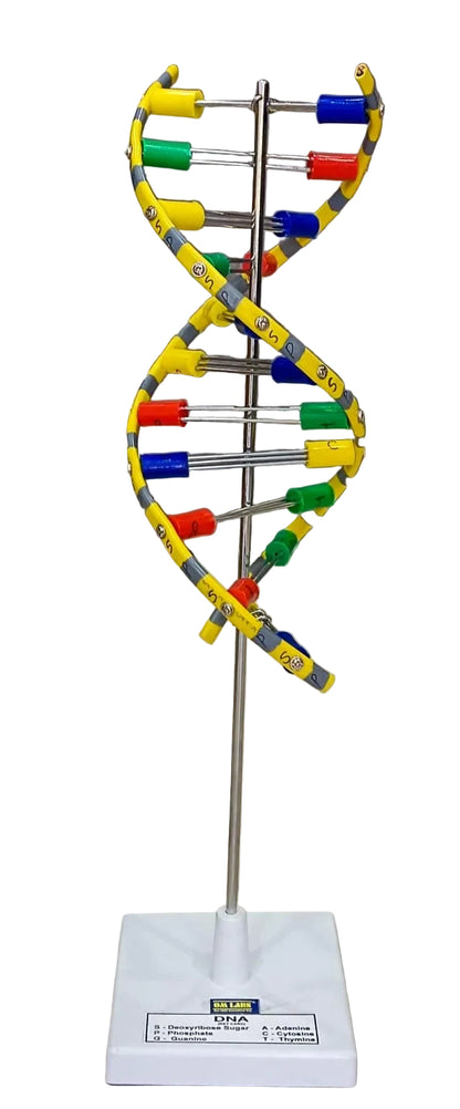 DNA Model Helix On Stand