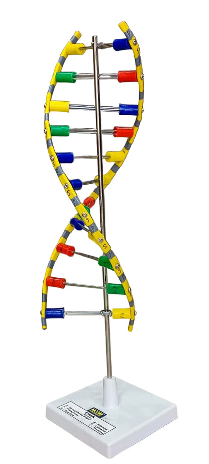 DNA Model Helix On Stand
