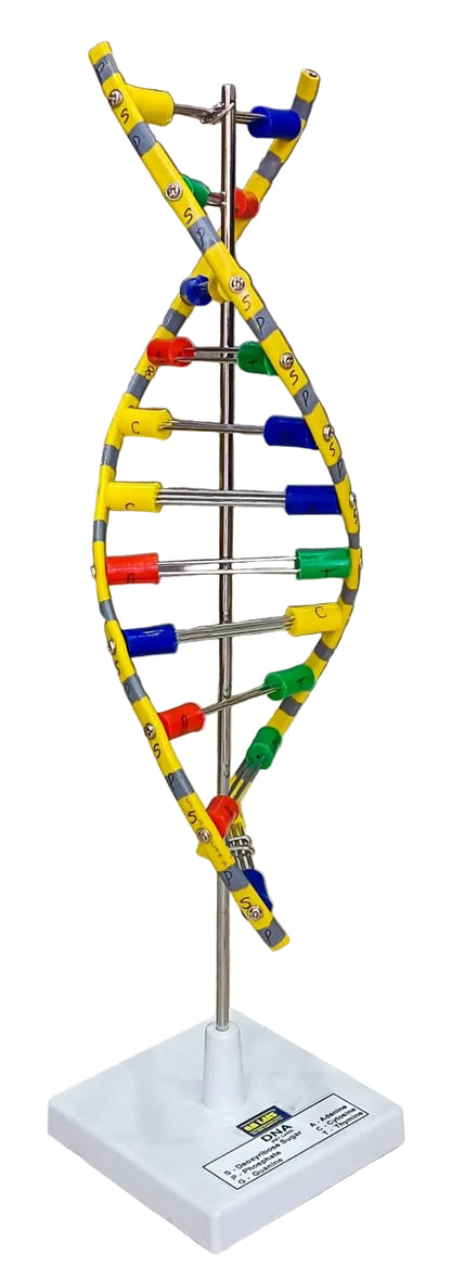 DNA Model Helix On Stand